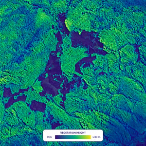 Vegetation-height analysis showing spatial variation from zero to more than 30 metres