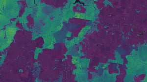 Vegetation extent and structure map for Geoneon Vegetation